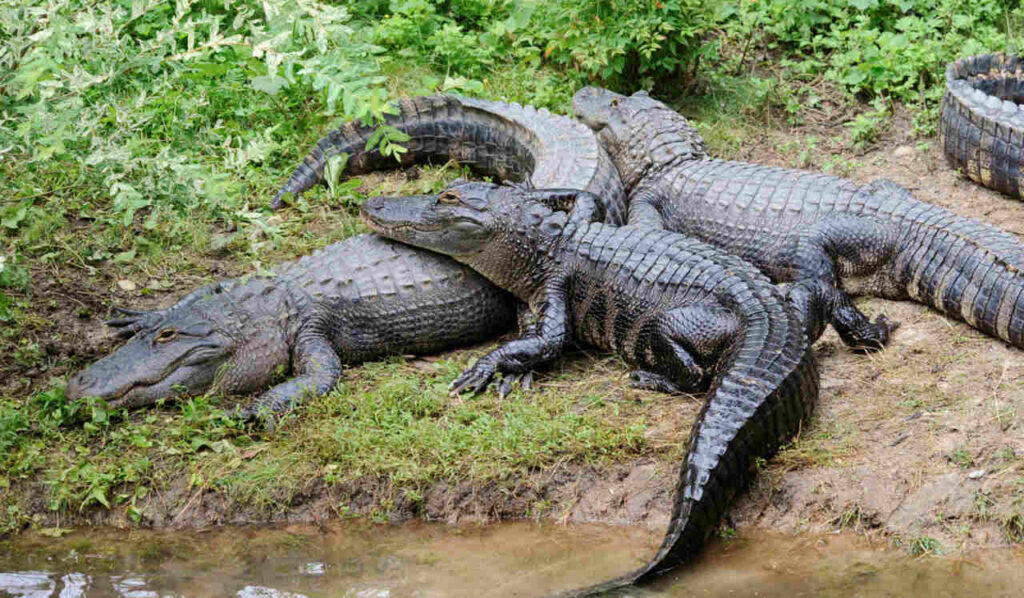 Crocodiles of the Queens Zoo