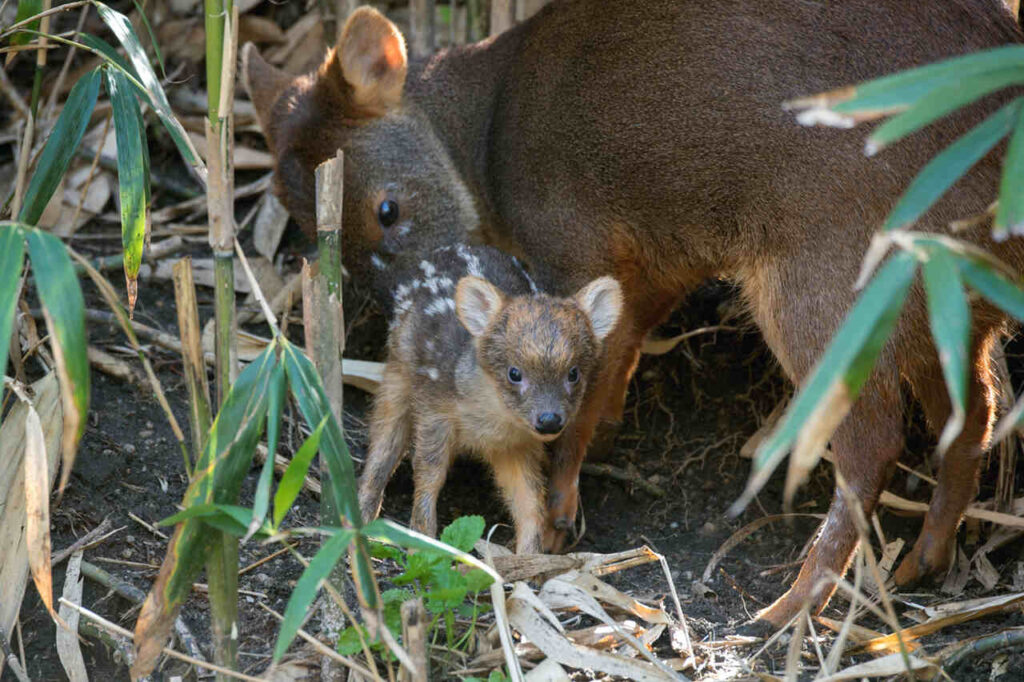 Endangered Species at the Queens Zoo - Pudu Fawn