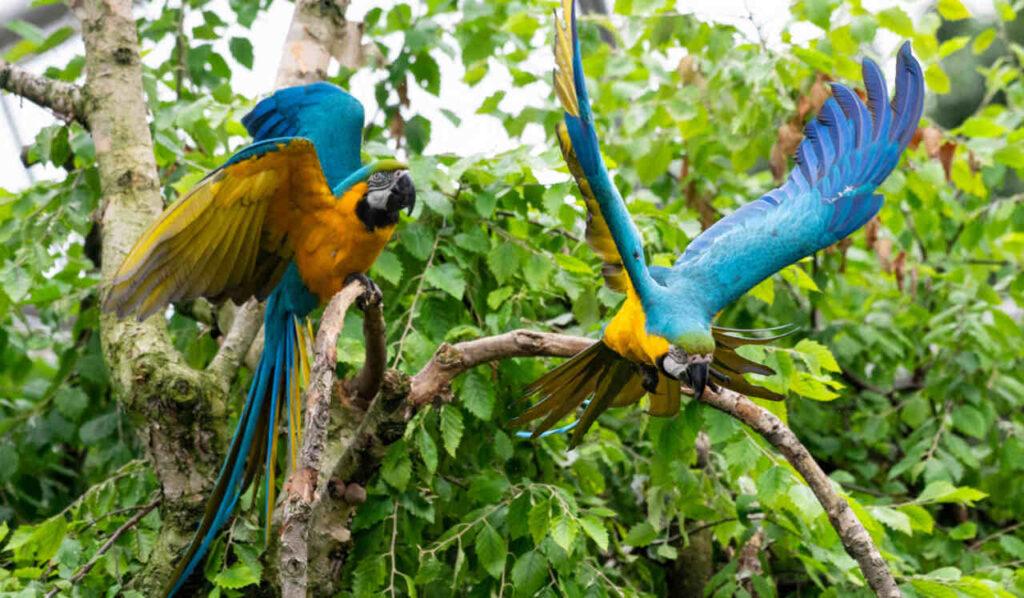 Queens Zoo birds - parrots