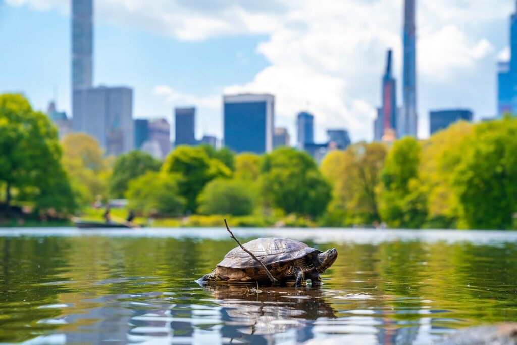 Central Park in New York City (a turtle in the lake)